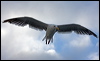 western_gull_106940