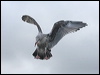 western_gull_106950