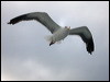 western_gull_106984