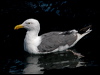 western_gull_107639