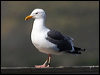 western_gull_66631