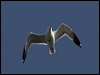 western_gull_66642