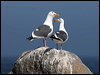 western_gull_69303