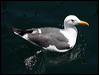 western_gull_69740