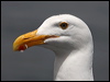 western_gull_69741