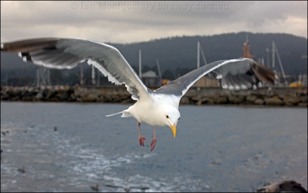 Western Gull western_gull_106922.psd