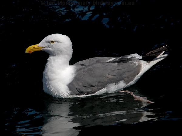 Western Gull western_gull_107639.psd