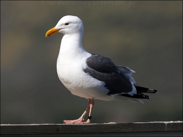 Western Gull western_gull_66631.psd