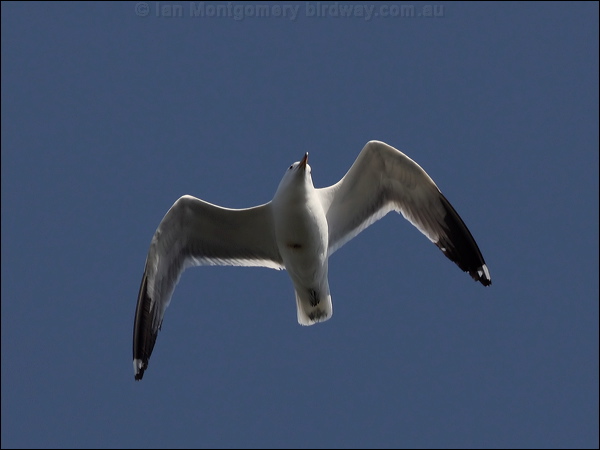 Western Gull western_gull_66642.psd
