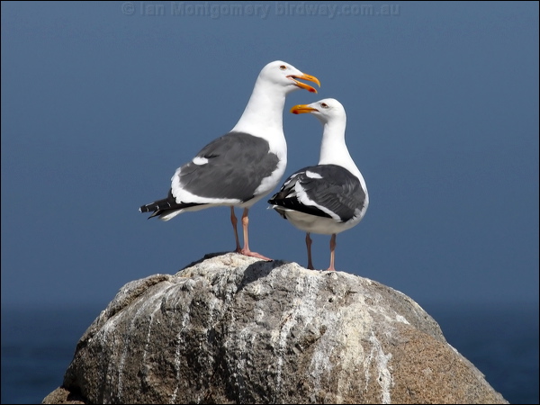 Western Gull western_gull_69303.psd