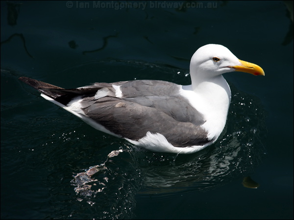 Western Gull western_gull_69740.psd