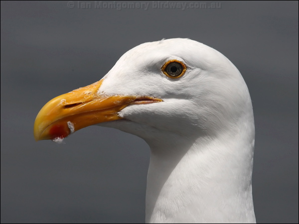 Western Gull western_gull_69741.psd