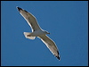 yellow_legged_gull_162379