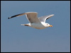 yellow_legged_gull_53798