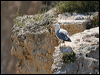 yellow_legged_gull_54226