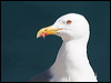 yellow_legged_gull_54231