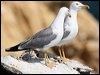 yellow_legged_gull_54237