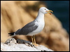 yellow_legged_gull_54247