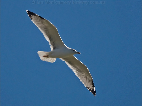 Yellow-legged Gull yellow_legged_gull_162379.psd