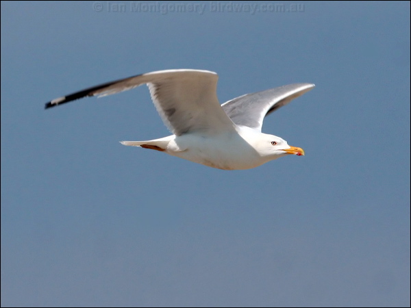 Yellow-legged Gull yellow_legged_gull_53798.jpg