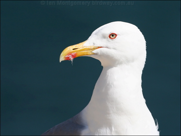 Yellow-legged Gull yellow_legged_gull_54231.jpg