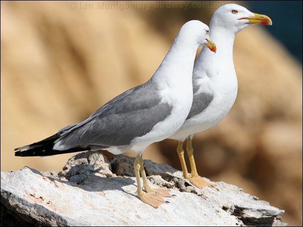 Yellow-legged Gull yellow_legged_gull_54237.jpg
