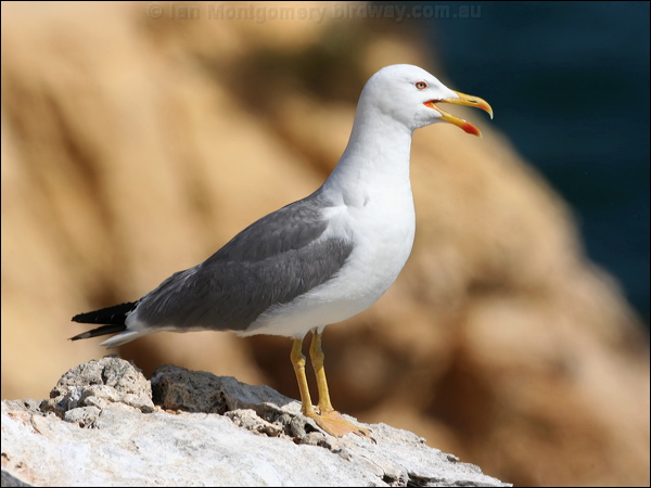 Yellow-legged Gull yellow_legged_gull_54247.psd