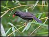 blacklaughingthrush55585
