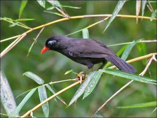 Black Laughingthrush blacklaughingthrush55585.psd