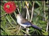 Click here to enter gallery and see photos of Blue-winged Minla
