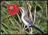 blue_winged_minla_55982