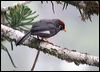 chcaplaughingthrush_55234