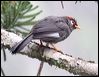 chcaplaughingthrush_55236