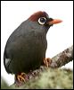 chcaplaughingthrush_55492