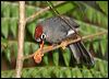 chcaplaughingthrush_55938