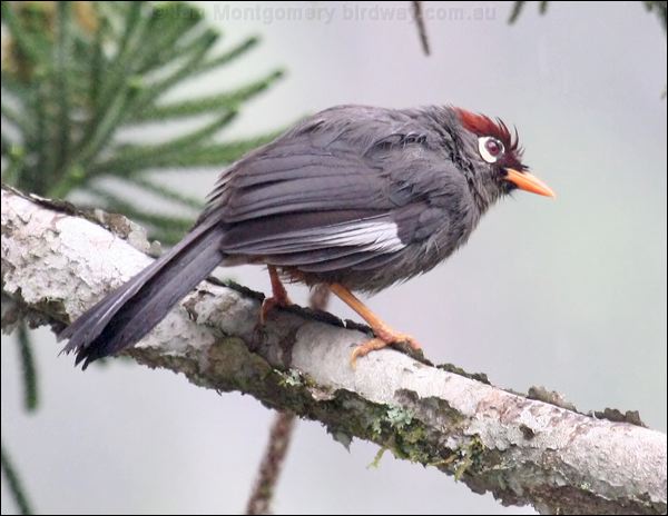 Chestnut-capped Laughingthrush chcaplaughingthrush_55236.psd