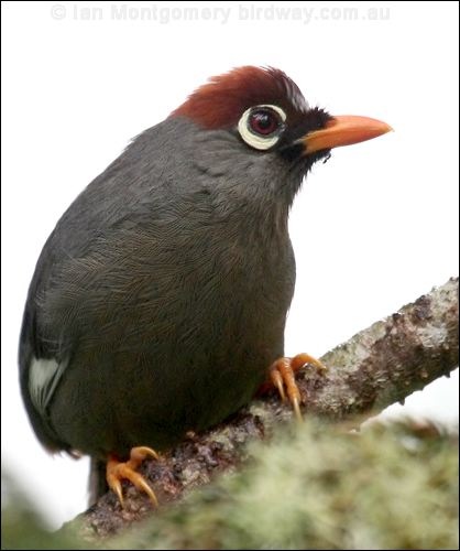 Chestnut-capped Laughingthrush chcaplaughingthrush_55492.psd