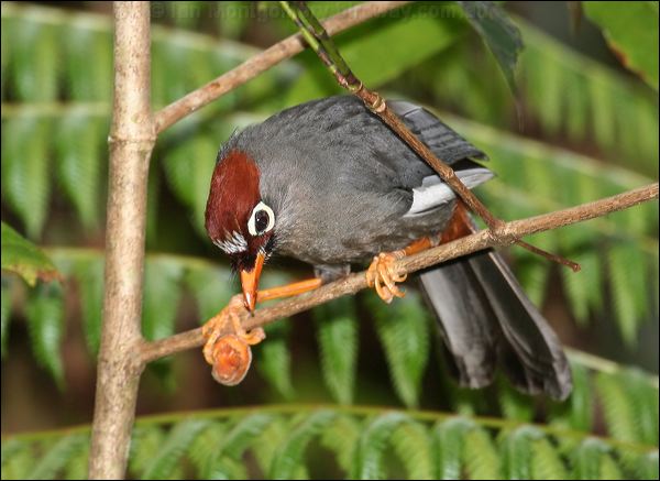 Chestnut-capped Laughingthrush chcaplaughingthrush_55938.psd