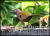 chcrwlaughingthrush_55268