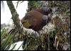 chcrwlaughingthrush_55340