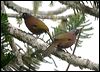 chcrwlaughingthrush_55344