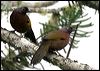 chcrwlaughingthrush_55346