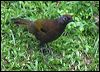 chcrwlaughingthrush_55353