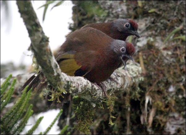 Chestnut-crowned Laughingthrush chcrwlaughingthrush_55340.psd