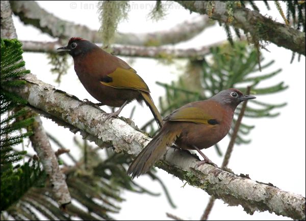 Chestnut-crowned Laughingthrush chcrwlaughingthrush_55344.psd