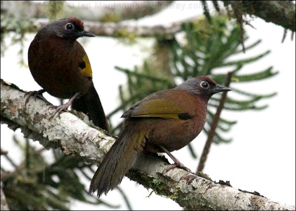 Chestnut-crowned Laughingthrush chcrwlaughingthrush_55346.psd