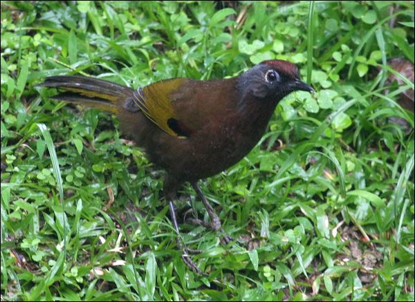 Chestnut-crowned Laughingthrush chcrwlaughingthrush_55353.psd