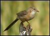 common_babbler_16786