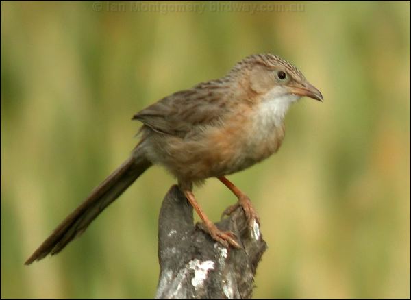 Common Babbler common_babbler_16786.psd