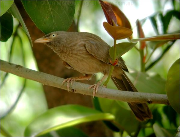 Jungle Babbler jungle_babbler_19973.psd